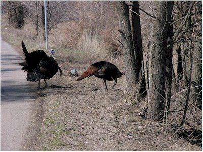 Turkeys crossing Woodland Drive