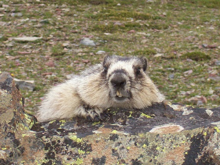 marmot teeth at Glacier.