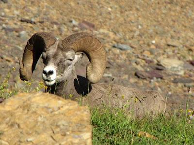 A bighorn sheep blends in with the landscape.