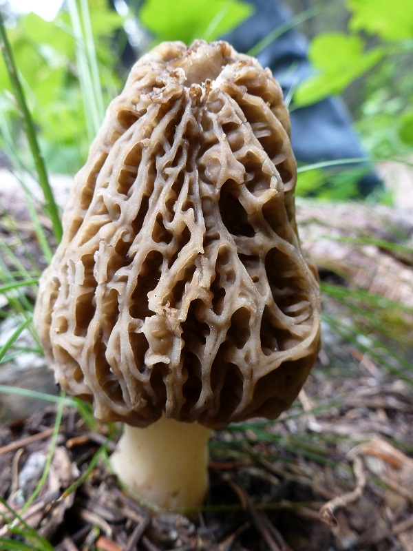 A prized Morel mushroom.