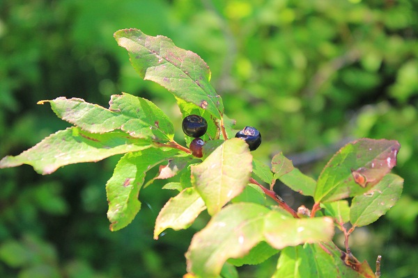 Serrated leaves on a huckleberry bush
