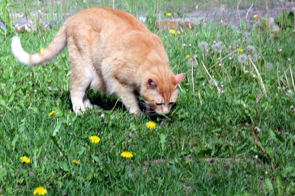 Wes.looking at grass.Breaking mews
