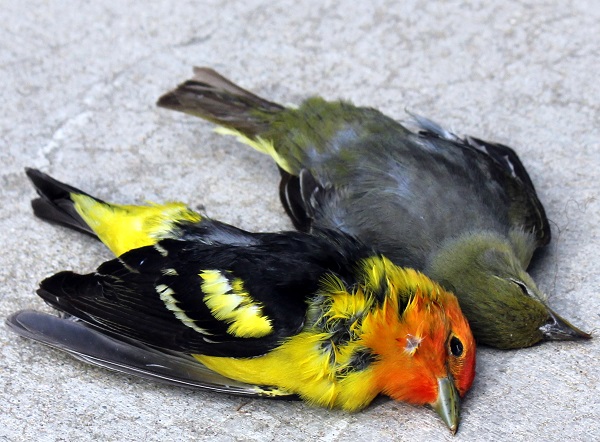 colorful dead birds.Wessie.RMKK
