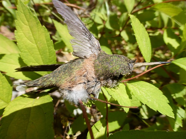 hummingbird.Wessie.RMKK