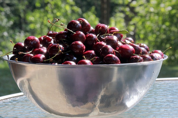 Just a few of the Flathead Cherries we picked for canning