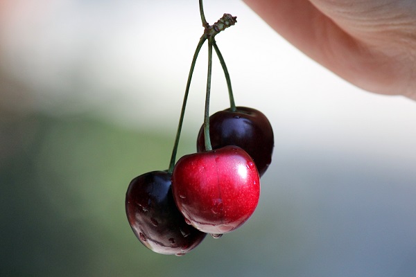 cherries.RMKK