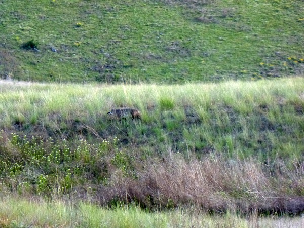 Badger.National Bison Range..