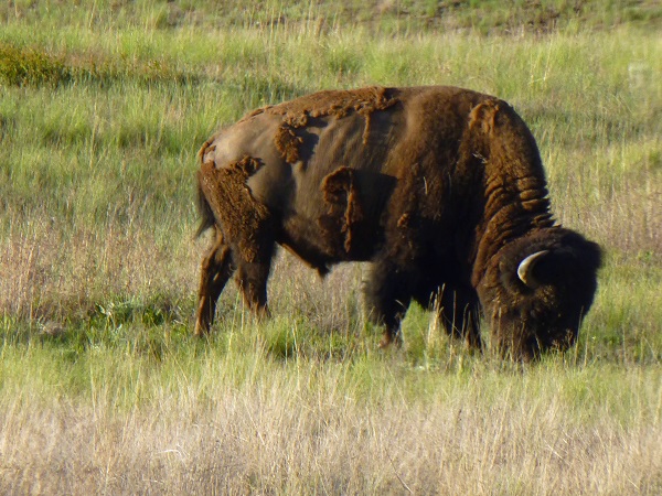 Bison.National Bison Range..