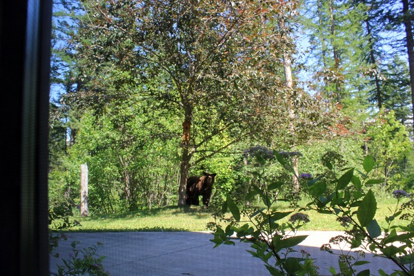 Bear on lawn