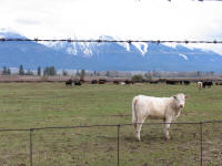 Montana Cows