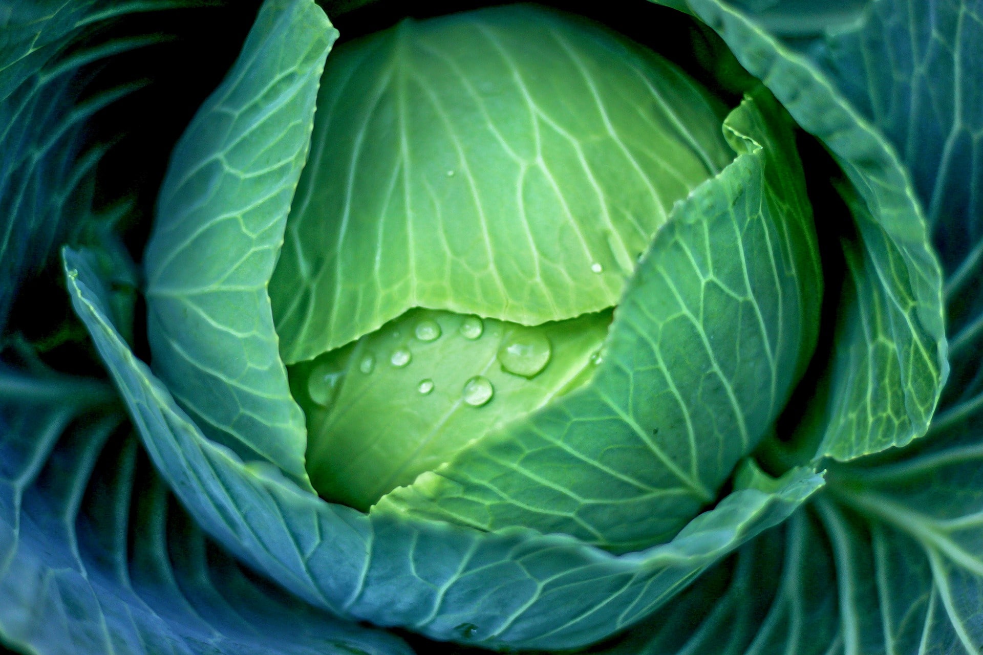 Head of green cabbage - Black eyed peas and cabbage recipe - RMKK Companion
