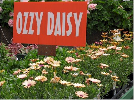 Ozzy Daisy from Hoopers Garden Center