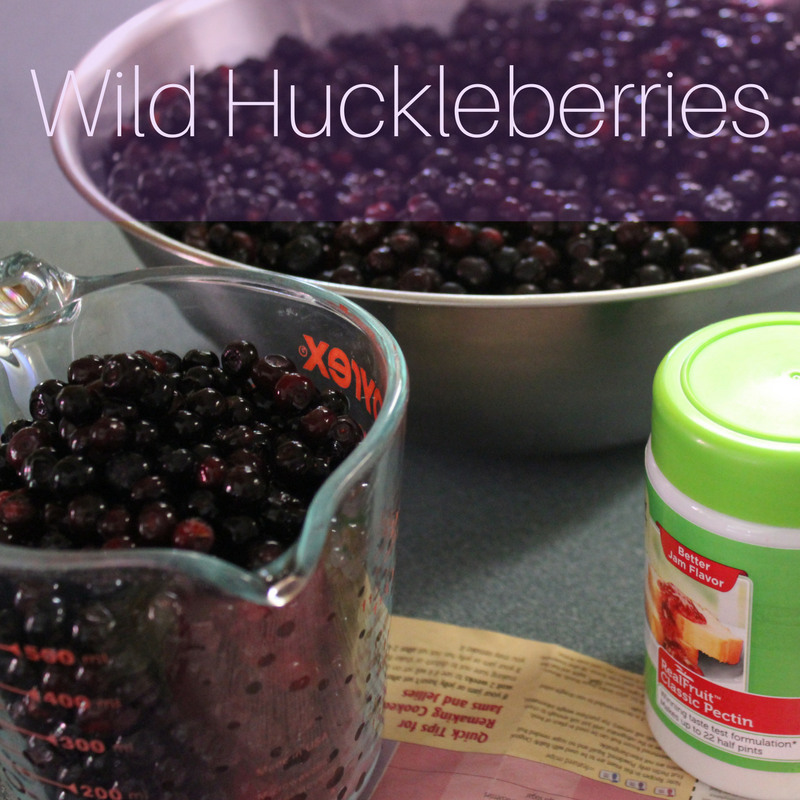 Wild Huckleberries