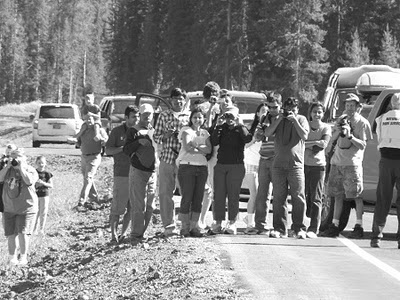 Crowd looking at bear in Yellowstone National Park