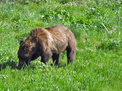 Grizzly Bear at Yellowstone National Park