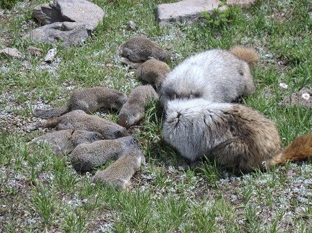 marmots.squirrels