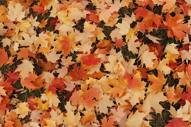 Orange fall leaves in Kalispell, Montana