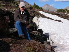 David with mountain goat on Hidden Lake Trail