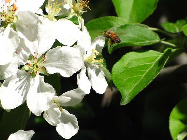 Bee pollinates the apple blossoms - RMKK Companion