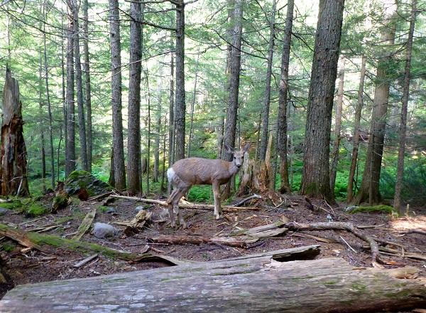 Deer, Glacier National Park - RMKK Companion