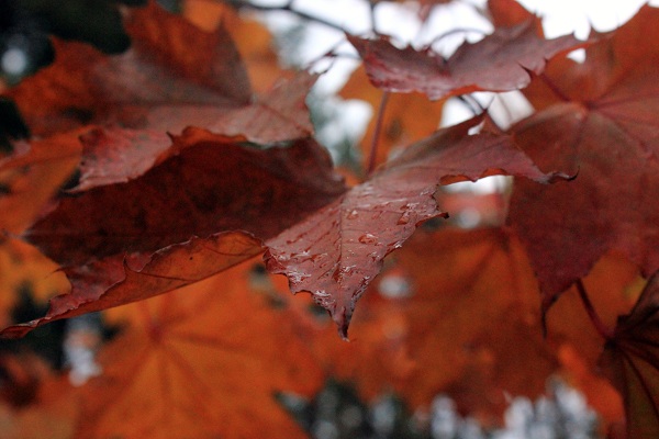 Red Autumn Leaves - RMKK Companion