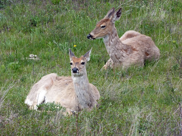 Deer.National Bison Range..