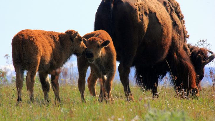 Bison Cow and Calves - RMKKCompanion.com