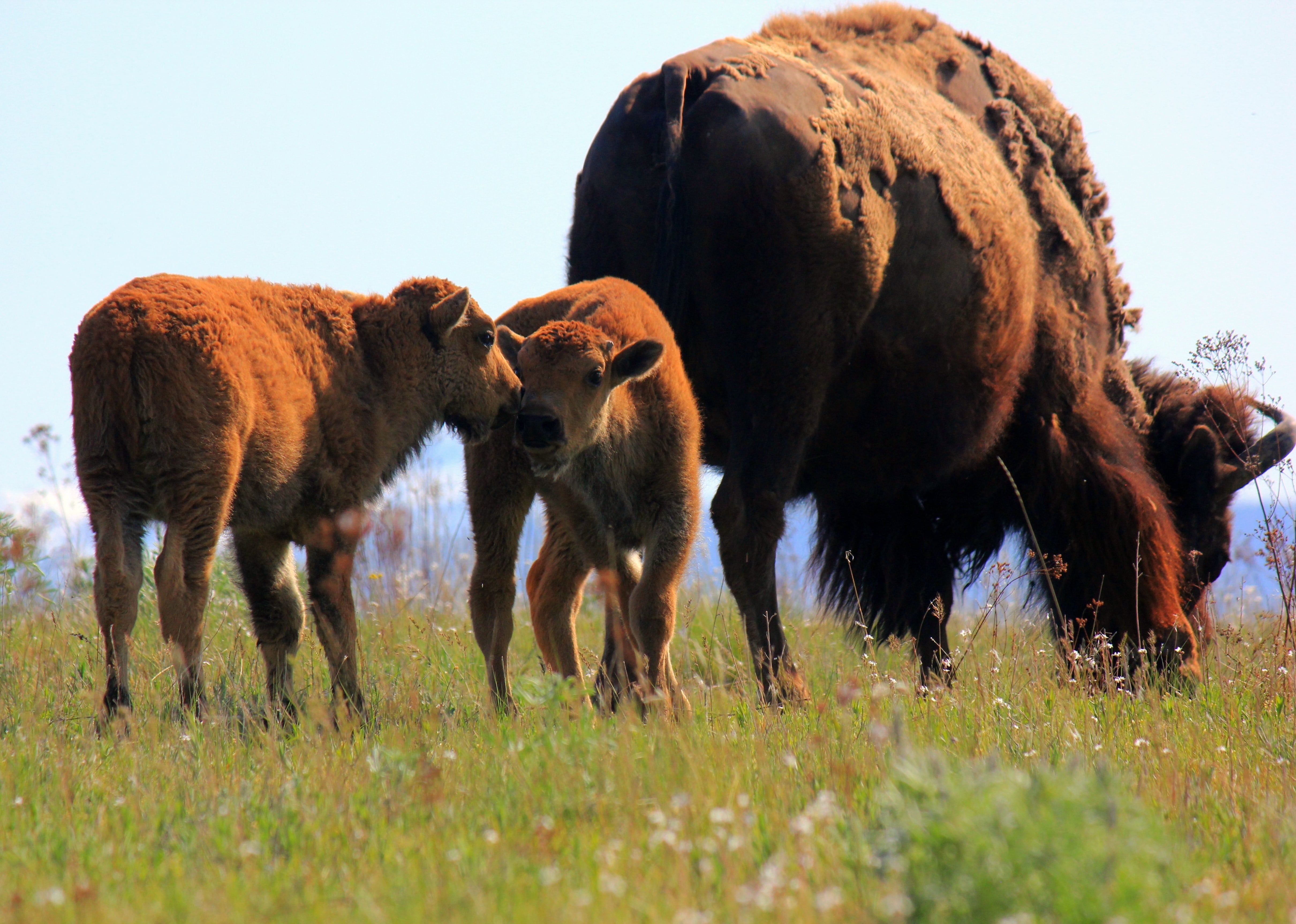 Bison Cow and Calves - RMKKCompanion.com