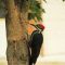 Pileated Woodpecker.the RMKK people